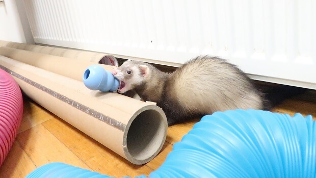 Best Ferret Toys Tubes Tunnels Ball Pits Many More