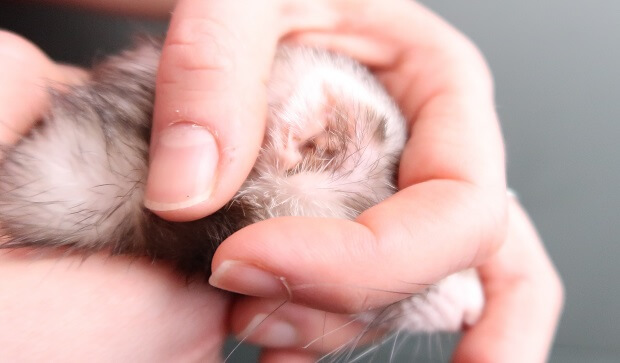 Ferret Ear Cleaning