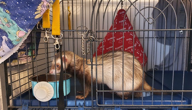 Ferret Food And Water Bowls