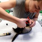 Ferret Grooming Guide Nail Cutting, Ear Cleaning & Bathing