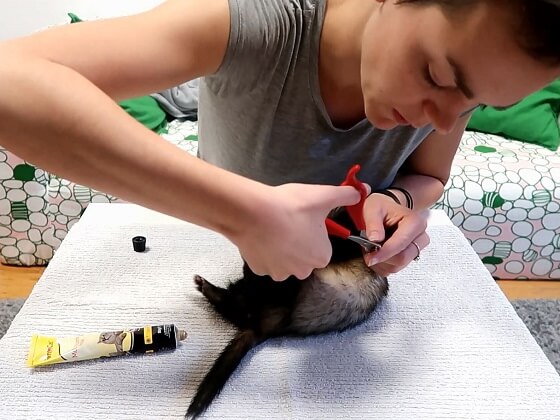 Ferret Grooming Guide Nail Cutting, Ear Cleaning & Bathing