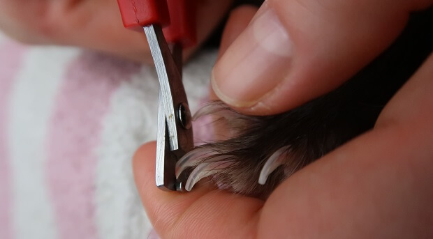 Ferret Nail Cutting