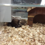 Ferret Pet Shops Are Pet Stores With Ferrets Good Option