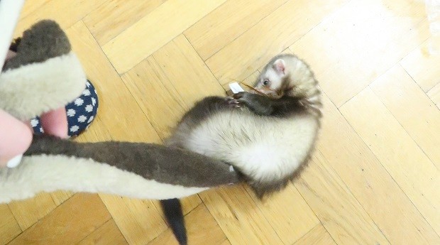 Ferret Toys Help Improve Ferret-Human Bond