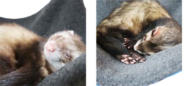 Ferret hammocks