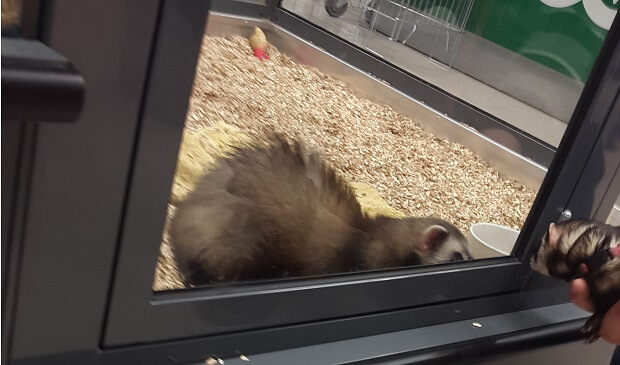 Ferrets Are Held In Glass Cages