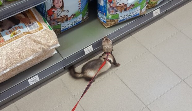 Ferrets Don't Run Around Pet Store