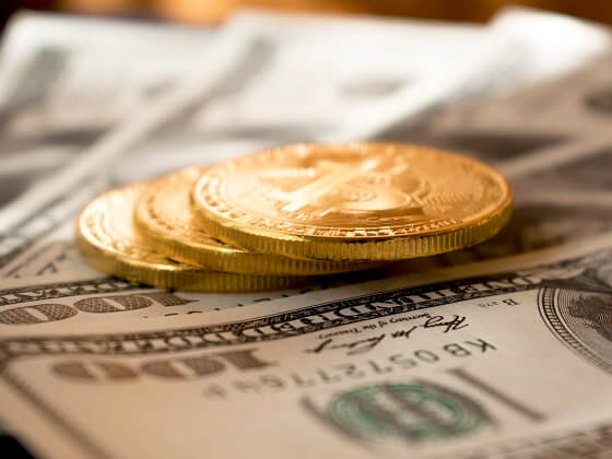 How Much Does A Ferret Cost With Required Ferret Accessories