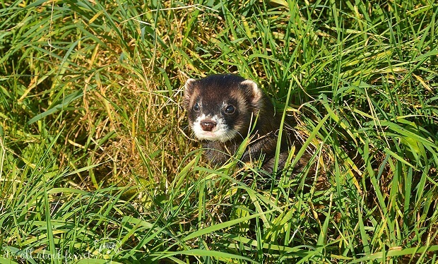 How Much Does It Cost To Buy A Ferret From Breeders