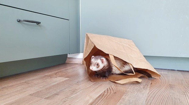 Plastic And Paper Bags As Ferret Toys