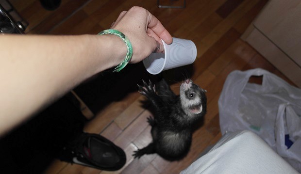 Plastic Disposable Cups As Ferret Toys