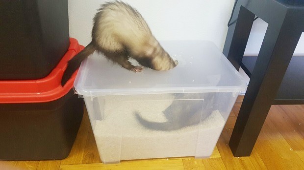 Rice Box Ferret Toy