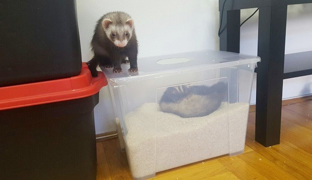 Rice Filled Container As Ferret Toy