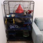 Setting Up A Ferret Cage Full Guide For Best Cage Set-Up