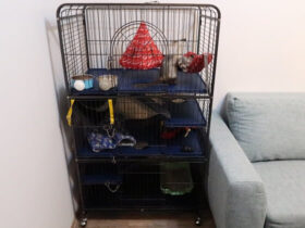 Setting Up A Ferret Cage Full Guide For Best Cage Set-Up