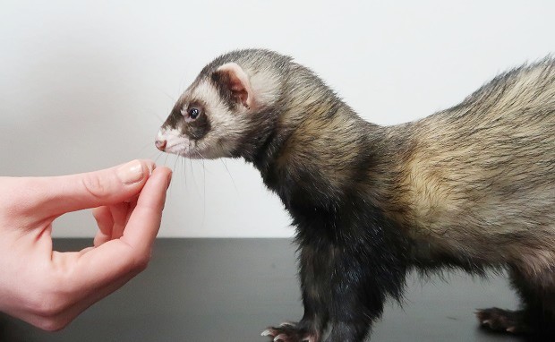 Start ferret trainig With A Simple Task