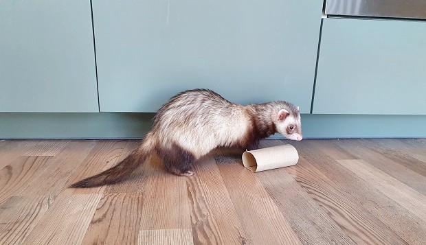 Ferret in a toilet best sale paper roll