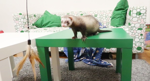 ferret bath toys