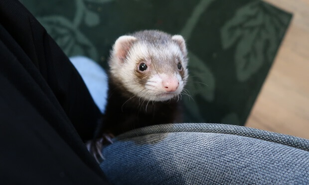 Train Your Ferret To Come When Called