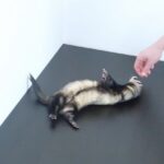 Ultimate Guide To Ferret Training How To Train A Ferret