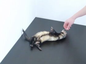 Ultimate Guide To Ferret Training How To Train A Ferret