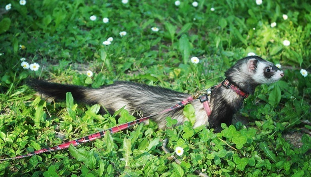 What When Ferret Escapes