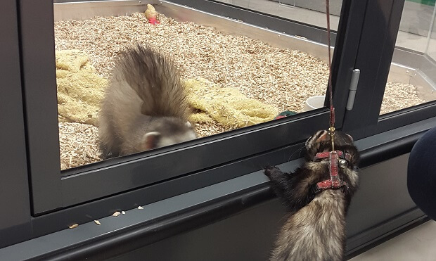 Pet store near me with outlet ferrets