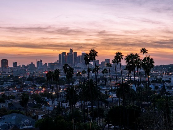 Why Are Ferrets Still Illegal In California In Year 2021