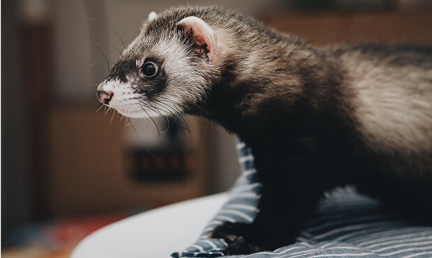 are ferrets illegal to own in california