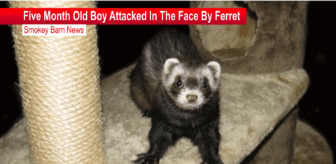 ferret attack report