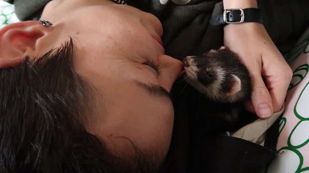 ferret bite training