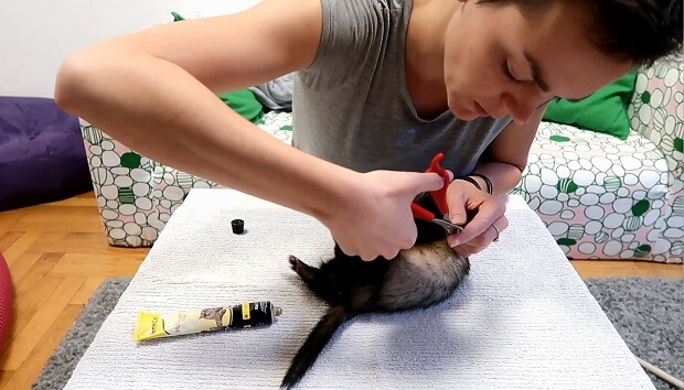 ferret grooming