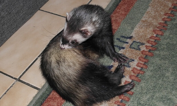 ferret is cleaning