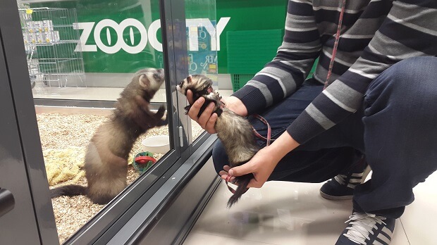 Ferret Pet Shops Are Pet Stores With Ferrets Good Option