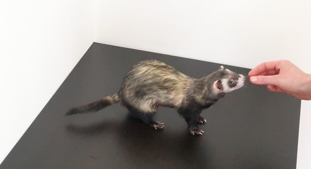 Ultimate Guide To Ferret Training: How To Train A Ferret?