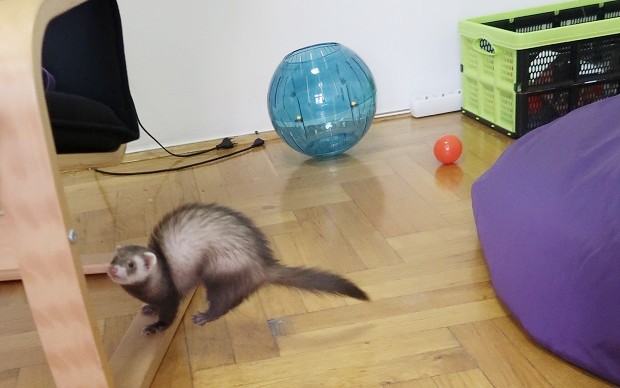 ferret with exercise ball