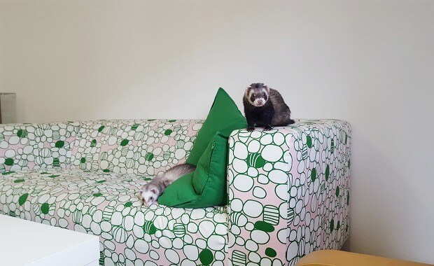 ferrets are indoor pets