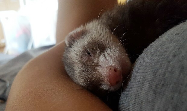 ferrets aren't wild animals