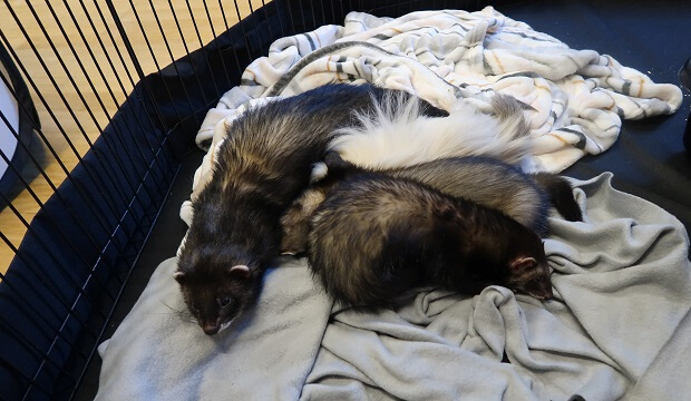 ferrets for sale