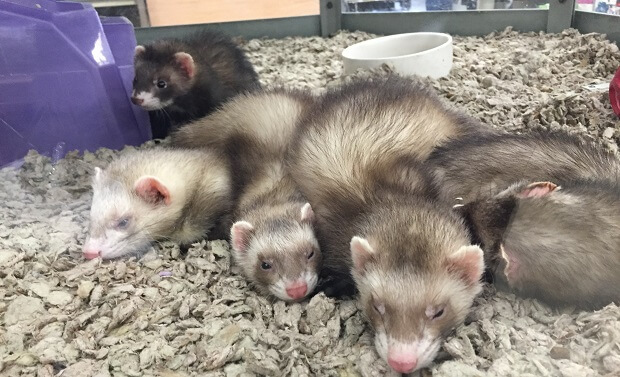 ferrets in pet store cages