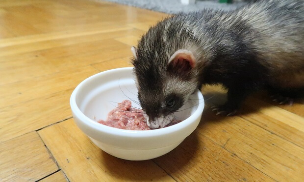 food as Ferret Monthly Cost