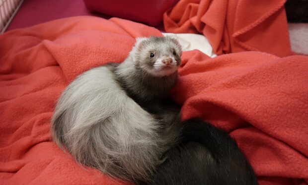 healthy looking ferret