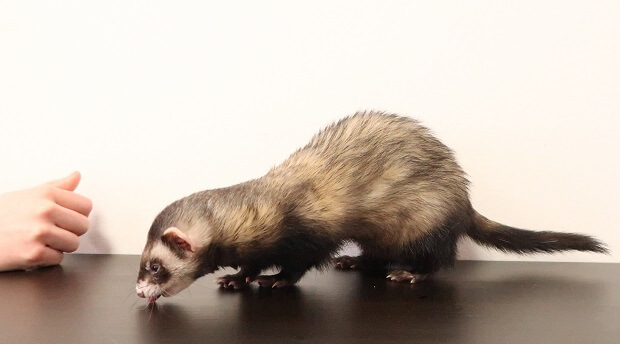 keep ferret training short