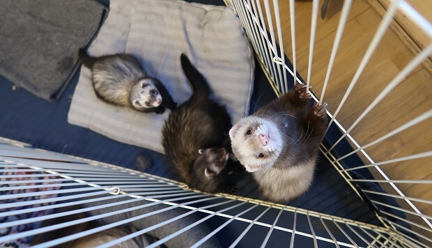 pet ferret for sale