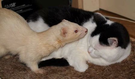 Are Ferrets Similar To Cats