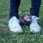 Are ferrets... Most Popular Ferret Questions Answered