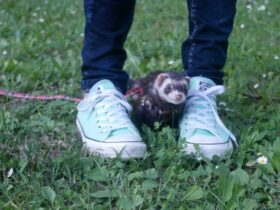 Are ferrets... Most Popular Ferret Questions Answered