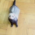Baby And Adult Ferrets For Adoption What You Need To Know