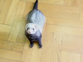 Baby And Adult Ferrets For Adoption What You Need To Know