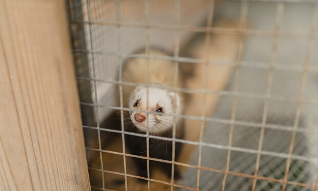 Backyard Ferret Breeders